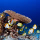 Fish school at Rapture Reef in French Frigate Shoals in Papahānaumokuākea Marine National Monument prior to Hurricane Walaka